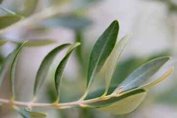 olive tree branch over blue sky