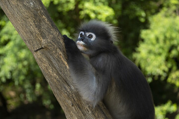 Langurs à lunettes (obscurus de Trachypithecus) près de Prachuap Khiri Khan en Thaïlande