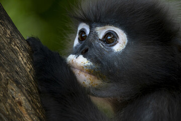 Langurs à lunettes (obscurus de Trachypithecus) près de Prachuap Khiri Khan en Thaïlande