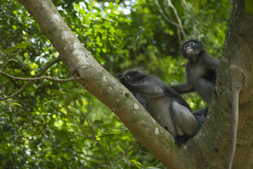 Langurs à lunettes (obscurus de Trachypithecus) près de Prachuap Khiri Khan en Thaïlande