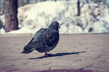 A gray, wild pigeon, walks on the cobblestones in the city park. A bird with gray plumage walks through the winter park.