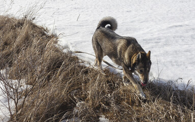 West Siberian Laika (or husky) walks along the edge of spring snow and dry grass on a sunny day. Selective focus.