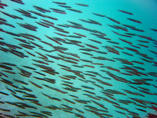 Fototapeta na wymiar School of fish in Maldives underwater