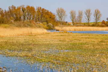 A rural lake with marshland and reeds is an idyllic paradise for birds and wildlife, Germany