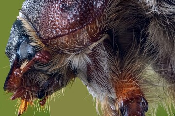 close up of a spider