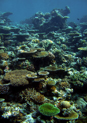 Naklejka na ściany i meble Coral reef of Bathala Island Maldives