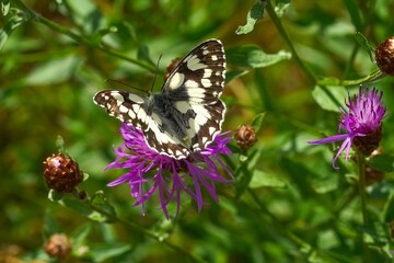 butterfly on a flower