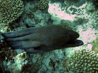 Moray eel - Muraenidae - Giant moray