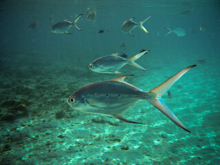 Black-Spotted Pompano - Trachinotus Baillonii - Small Spotted Dart