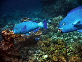 Fototapeta na wymiar Midnight Parrotfish - Scarus coelestinus
