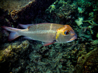 Soldierfish - Myripristis in Maldives
