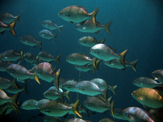Fototapeta na wymiar School of fish on Maldivian reef