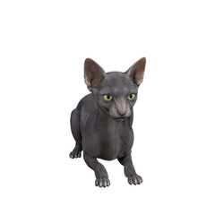 Sphynx cat isolated on white background. 3d rendering-illustration.