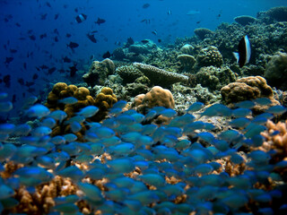 Underwater Life in the coral reef of Indian ocean