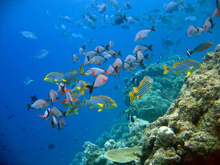 Naklejka na ściany i meble Underwater Maldives