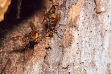 wasp on a tree