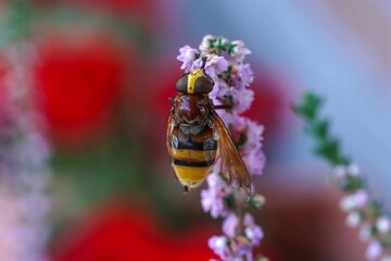 bee on a flower