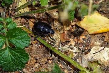 beetle on a leaf