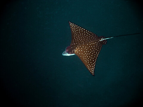 Myliobatis Aquila - Eagle Ray