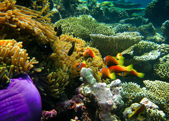 Fototapeta na wymiar Anemone fish of Maldives - Amphiprion nigripes