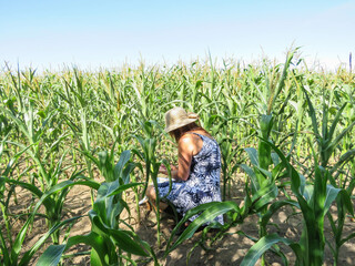 Naklejka na ściany i meble A famers wife checking out the corn crop.