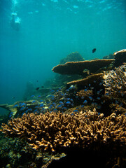 Fototapeta na wymiar Vertical panorama of Bathala island underwwater