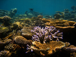 Fototapeta na wymiar Panorama of Bathala island underwwater