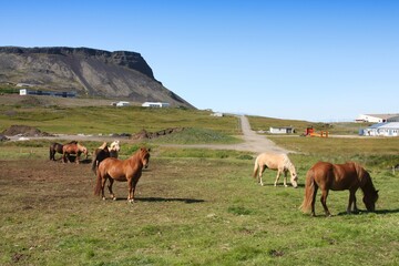 Obraz premium Icelandic horses in Snaefellsnes