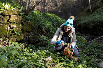 Picking Up Wild Medical Herbs - Allium Ursinum