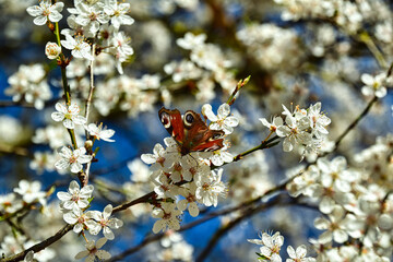 butterfly on a flower