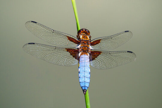 Libellula depressa - Plattbauch