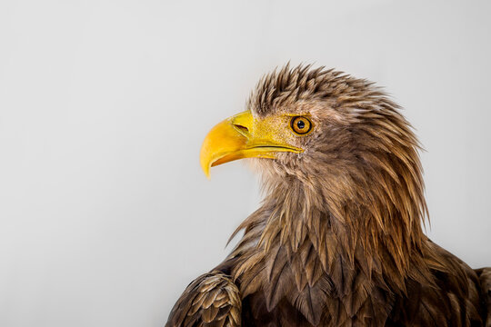 Seeadler Portr&auml;t
