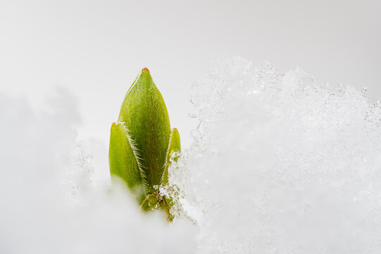 Spr&ouml;ssling in Eis und Schnee 
