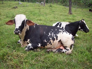 Relax Bull