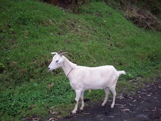 Obraz na płótnie Canvas White Goat