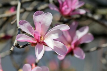 Fototapeta na wymiar Pink magnolia flowers on the sky background