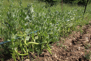 Obraz premium plant de féverolles