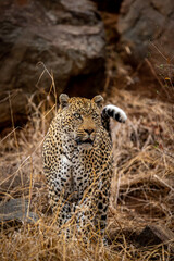 Big male Leopard standing in the bush.