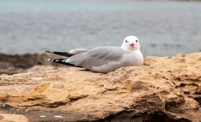 Sea gull next to the ocean