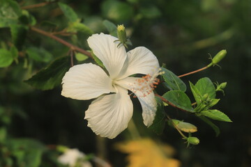 Hibiscus flower nature background