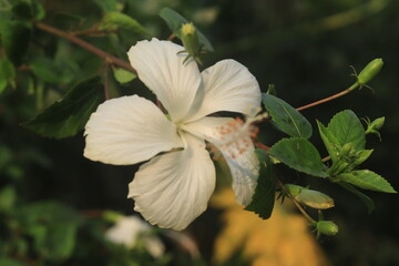 Hibiscus flower nature background