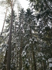 winter forest in the snow
