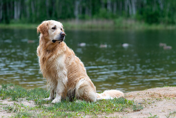 
Wet coated golden retriever after swimming in the lake