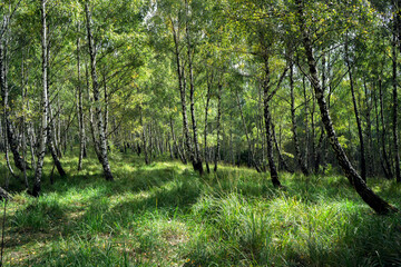 Birch forest with grass and ferns.