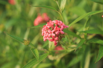 Milkweed Flowers Nature Background