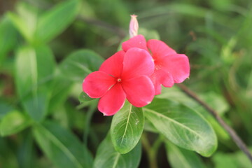 Periwinkle flower Nature Background