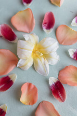 lily mandala with rose petals