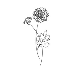 Chrysanthemum November Birth Month Flower Illustration - 497328677