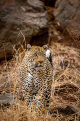 Big male Leopard standing in the bush in the Kruger National Park, South Africa.