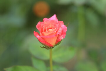 Rose Orange Color Flower